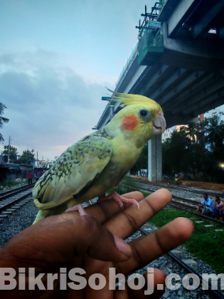 Cocateil pakhi sell hobe